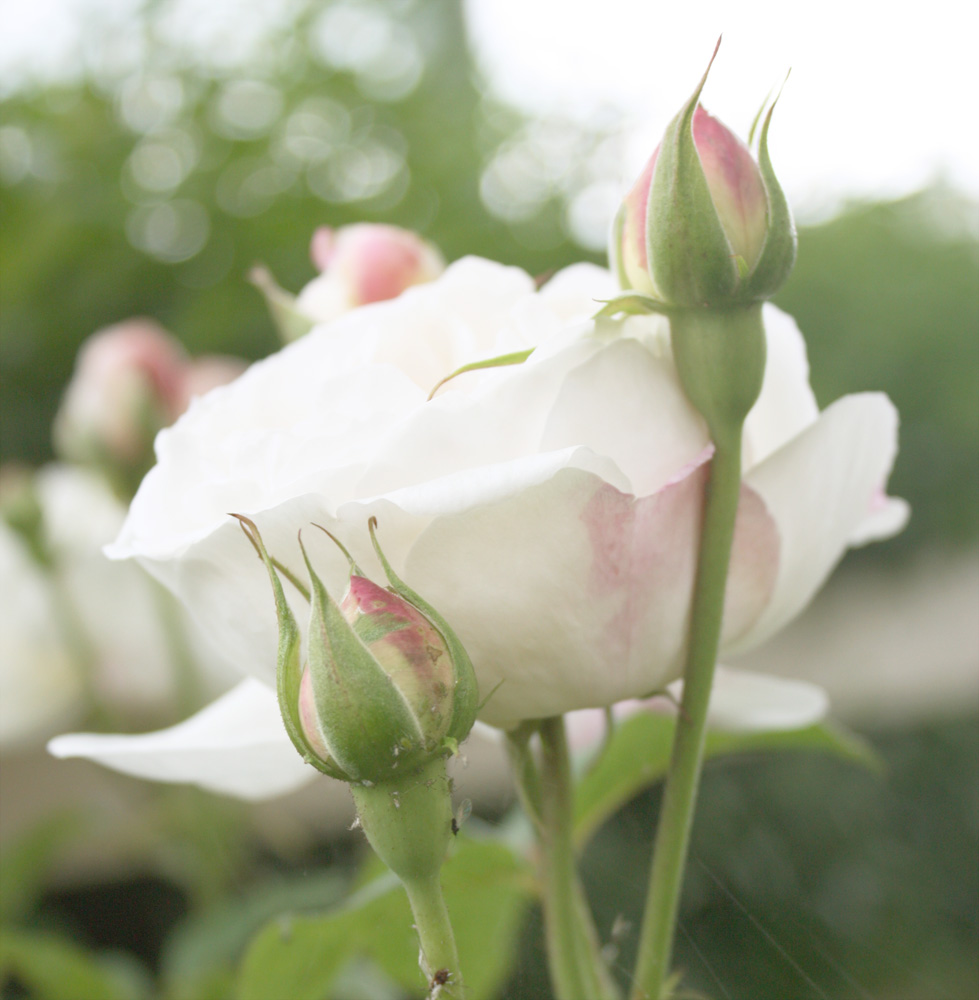 Moas Lovely: Rosor, rosor och rosor..