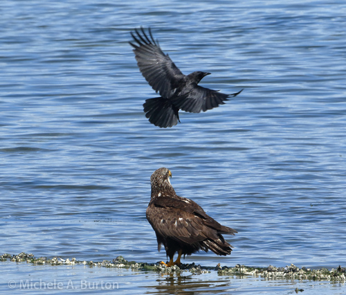  Crow mobbing immature Bald eagle