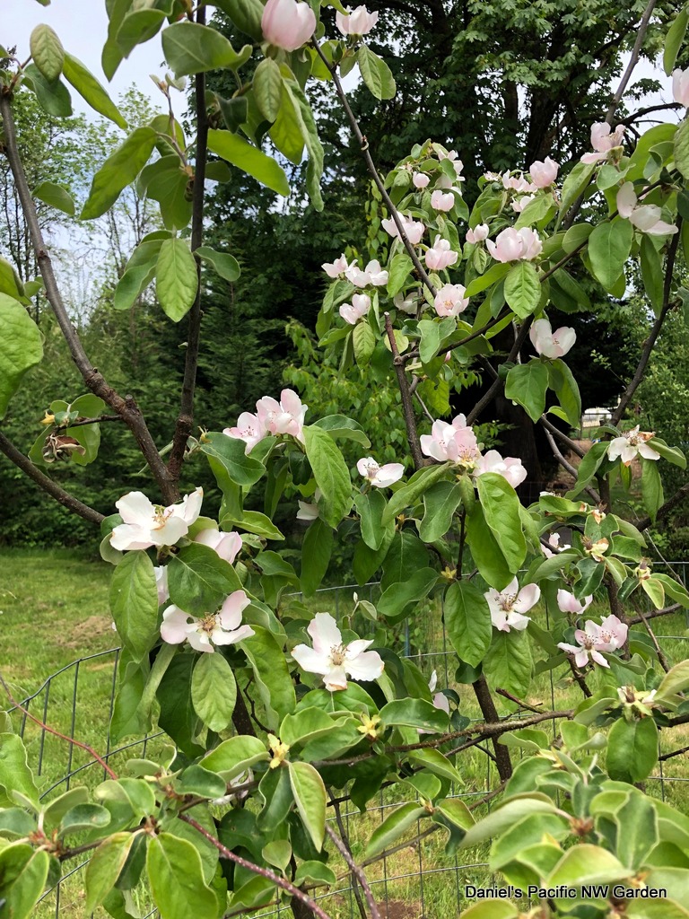 Daniel's Pacific NW Garden Quince Aromatnaya in Bloom. 5.9.2019