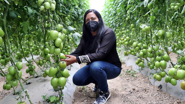 Alcanza tomate poblano mil toneladas exportadas a EEUU