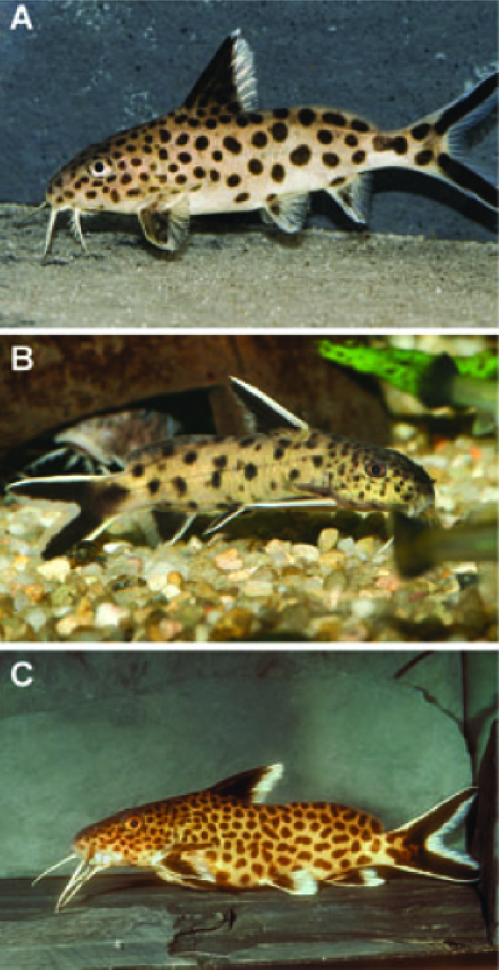 The Scorpion and the Frog The Real Catfish of Lake Tanganyika