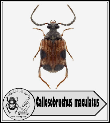 خنفساء اللوبياء Callosobruchus maculatus 