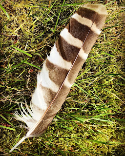 Feather from a barred owl