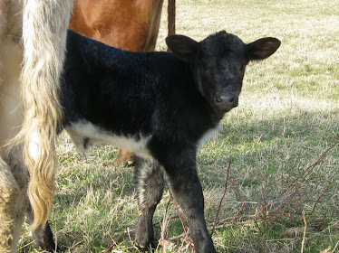Limousin/Shorthorn Heifer Calf