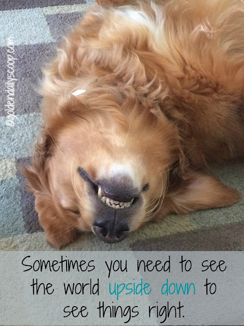smiling golden retriever dog 