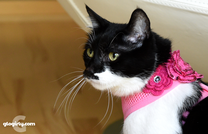 puppia cat harness