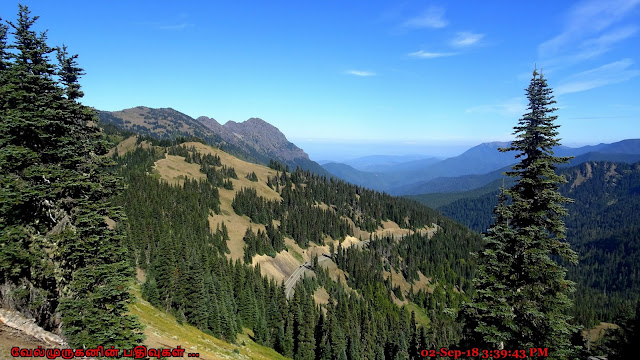 Hurricane Ridge Road Olympic National Park