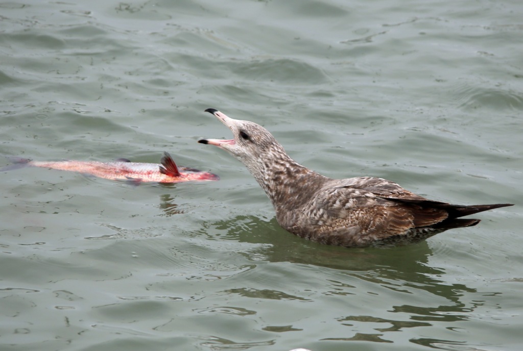 Ohio Birds and Biodiversity Herring Gull that name covers a lot of stuff