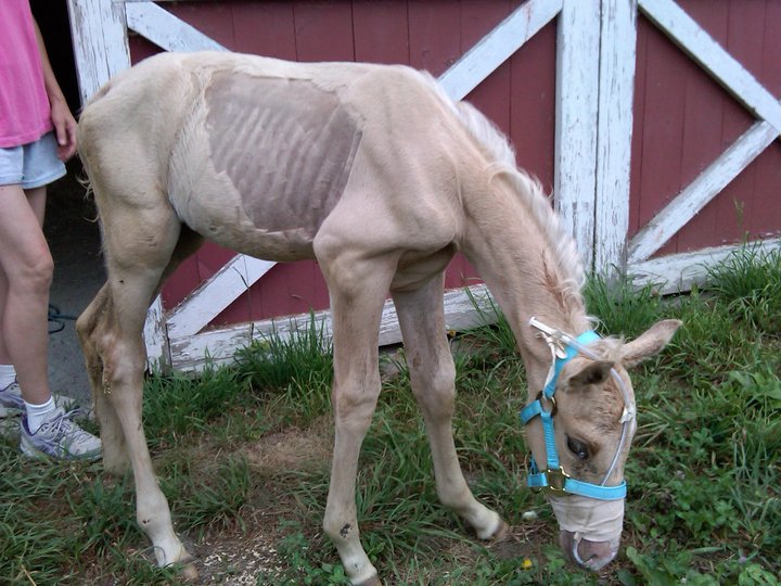 Dinky The Nurse Mare's Foal NURSE MARES AND NURSE MARE FOALS