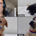 Pedigree e Zoom fazem parceria e agora você pode adotar cachorros por chamada de vídeo