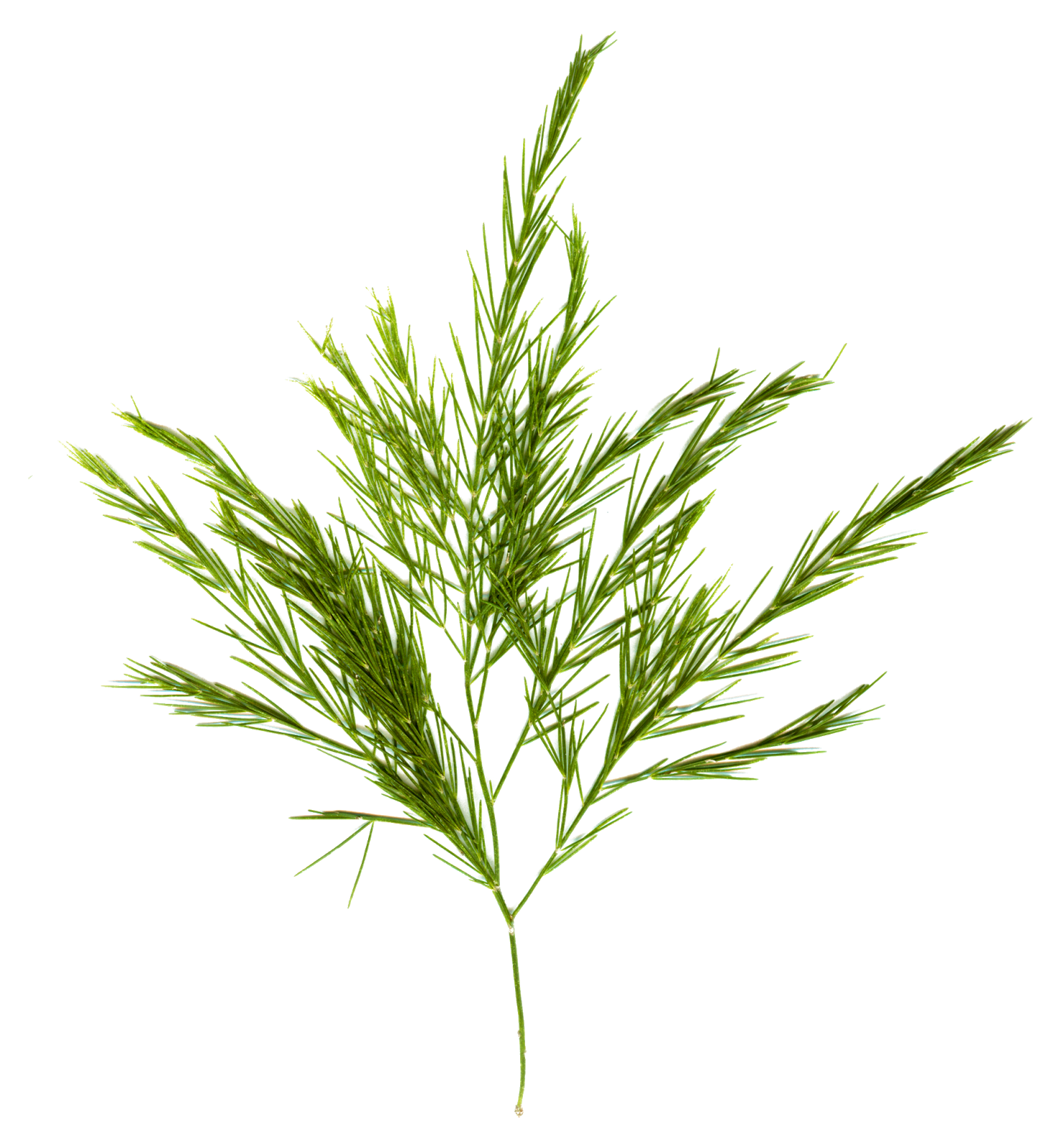 петрушка укроп вектор. веточка укропа. спаржа и фенхель. веточка укропа. веточка укропа.