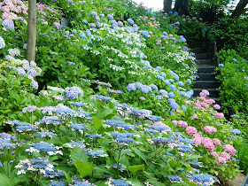 ���J���̃A�W�T�C