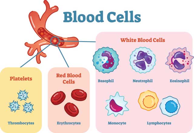 pembentukan sel darah