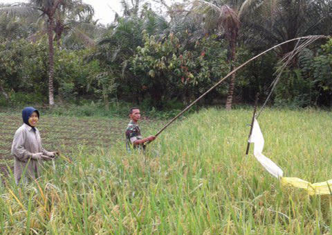 Ini Cara Sersan Mayor Eri Hermawan Dampingi Petani Tangulangi Hama