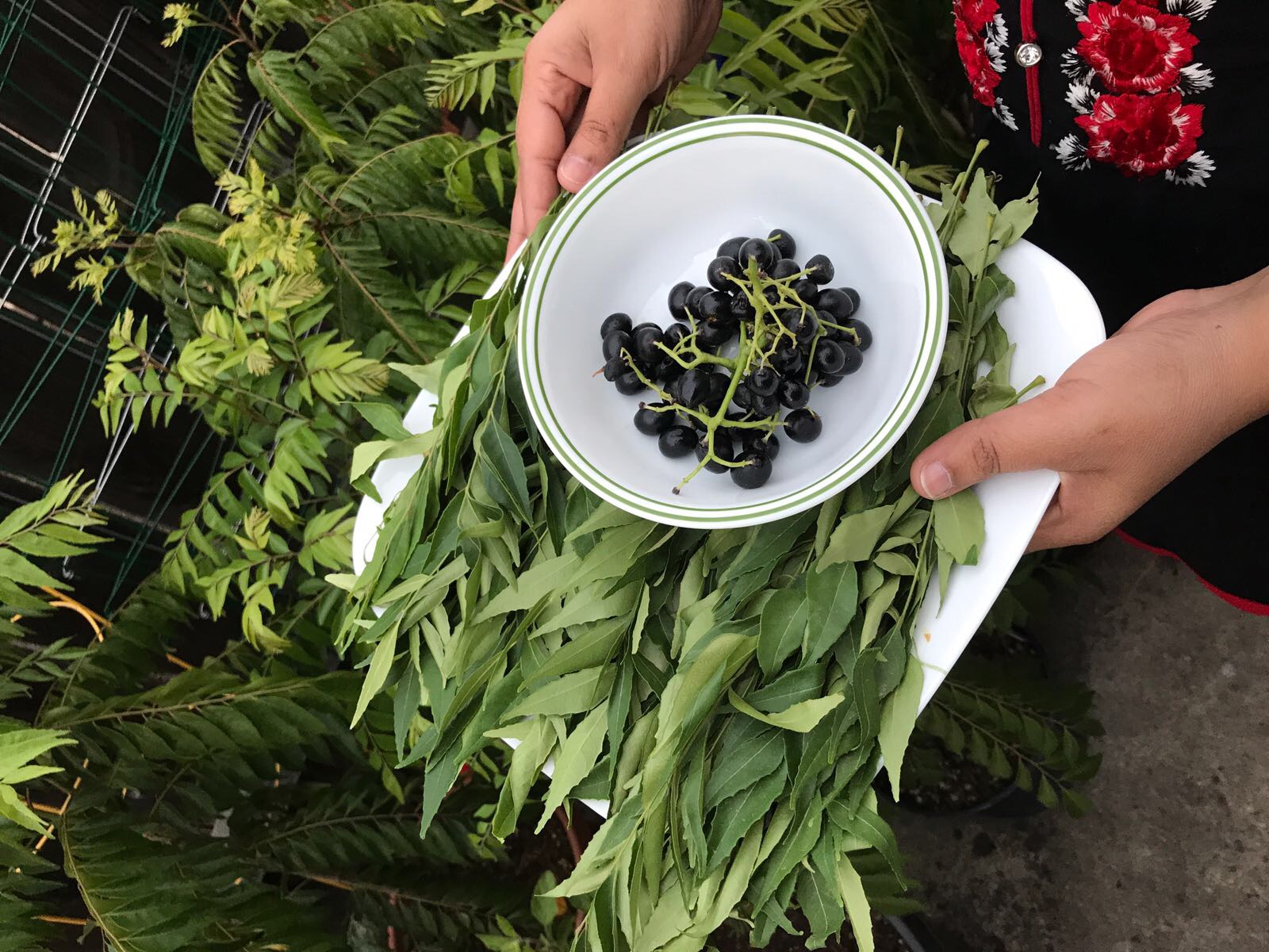 Pravantha BackYard Gardening Grow Curry Leaf Plant From Seed / Curry