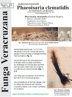 Phaeoisaria clematidis