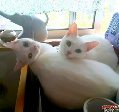 白猫双子