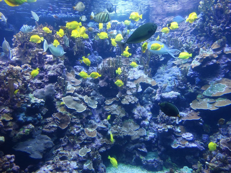 Hawaii Lifestyle Maui Ocean Center Aquarium and Oceanography Maui Hawaii An Awesome Attraction!