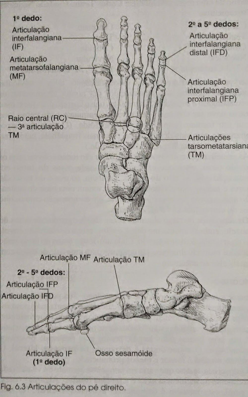 articulatia ifp)