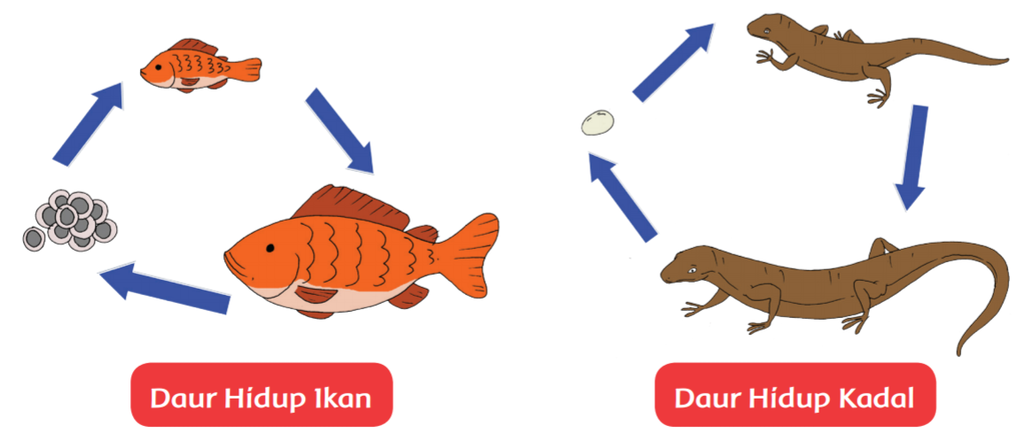 Karakteristik Tempat Hidup Bebek Cara Golden
