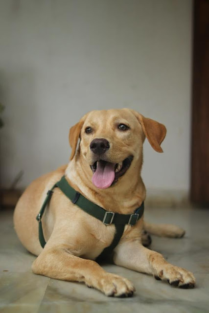 Labrador Retriever is among the most beautiful dog breeds in the world with its gentle look.