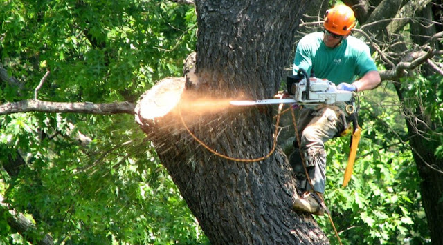 tree-removal-liverpool