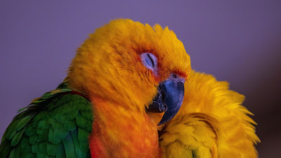 Colorful parrot wallpaper, bird, free HD Colorful parrot, bird, free HD wallpaper