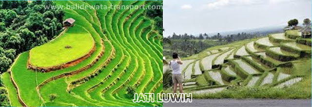 wisata-jati-luwih