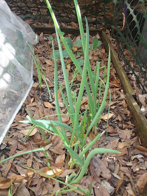 green onions