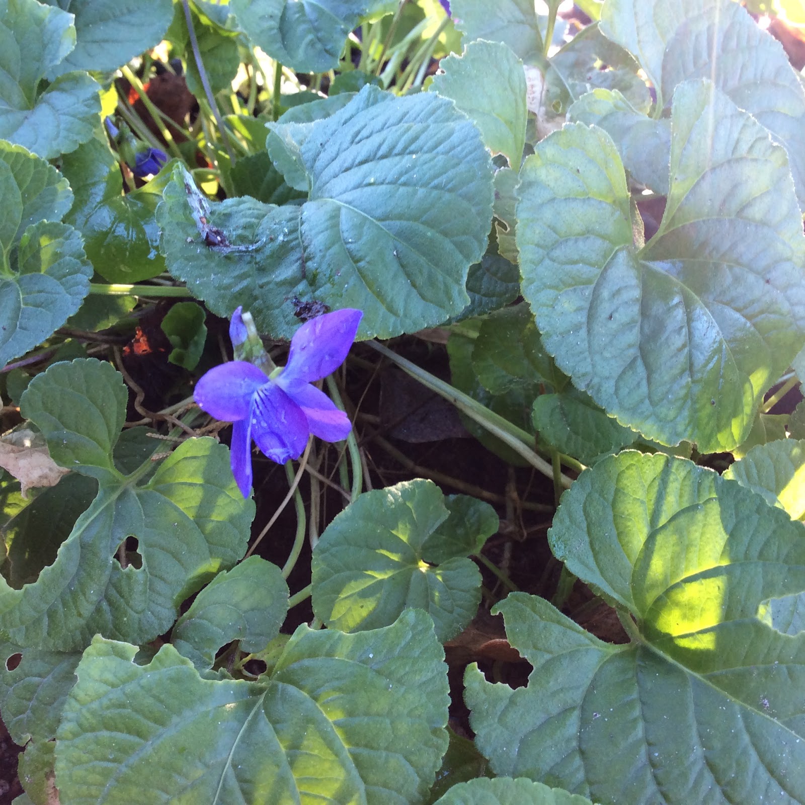 Lisa Bonassin's Garden Evergreen Woodland Violets