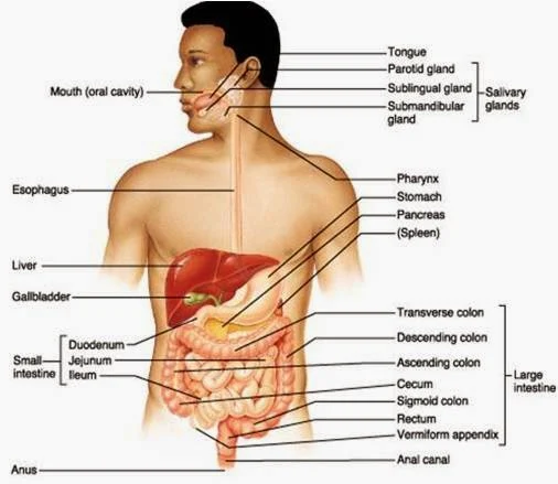 Sistem Pencernaan  pada Manusia - berbagaireviews.com