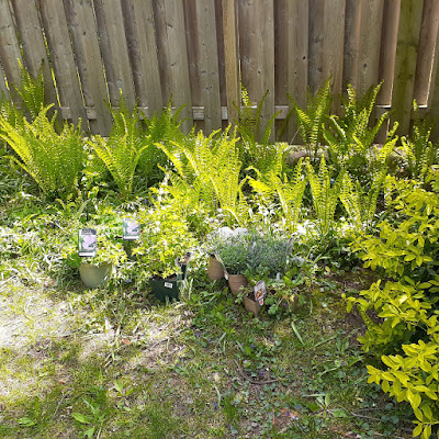 Riverdale Toronto New Garden Makeover Before by Paul Jung Gardening Services--a Toronto Organic Gardening Company