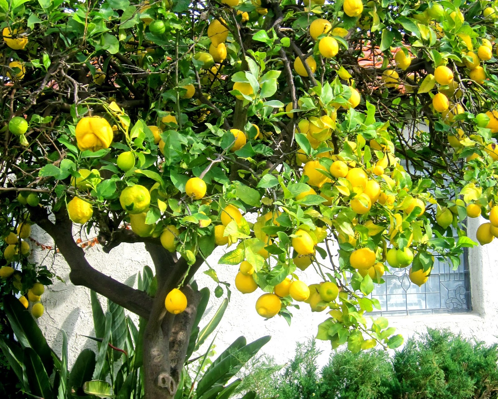 Pictures Of Lemon Trees 4