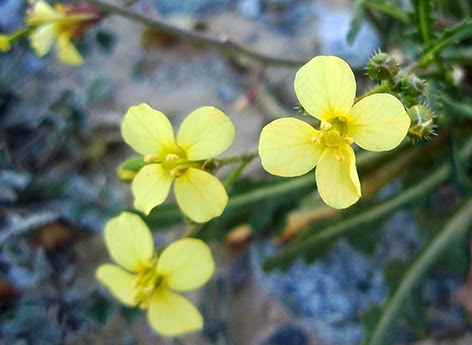 Jaramago (Diplotaxis muralis) flor amarilla