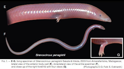 Species New to Science: [Herpetology • 2003] Sirenoscincus yamagishii ...