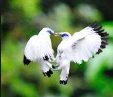 Burung Yang Dilindungi Di Indonesia Berikut Daftarnya Satria Hewan