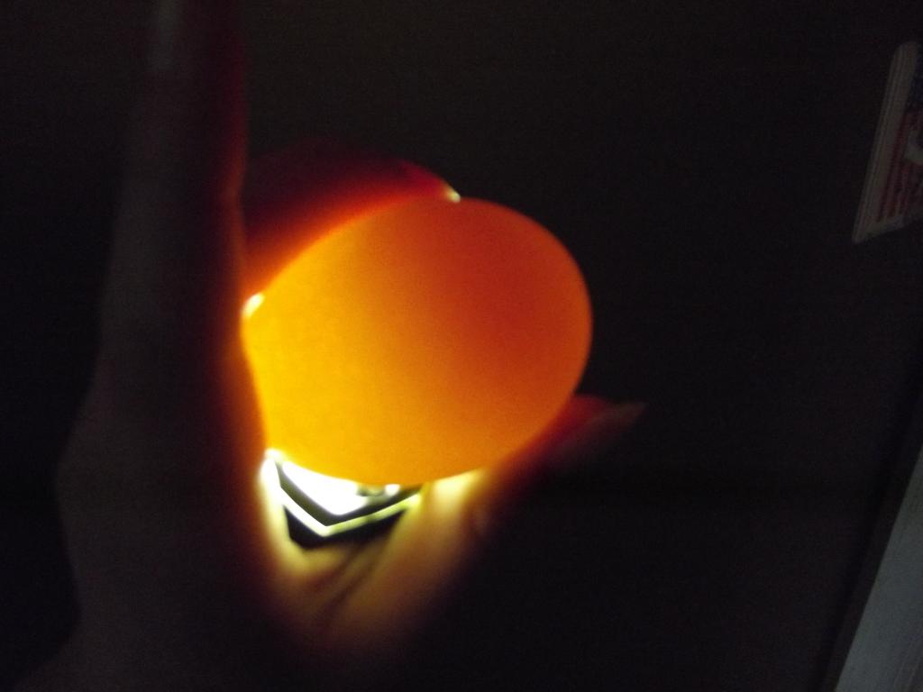 Bird In Everything Fertile Bird Eggs