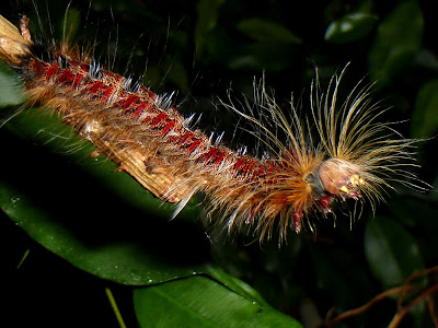Gastroplakaeis meridionalis caterpillar Gastroplakaeis meridionalis caterpillar