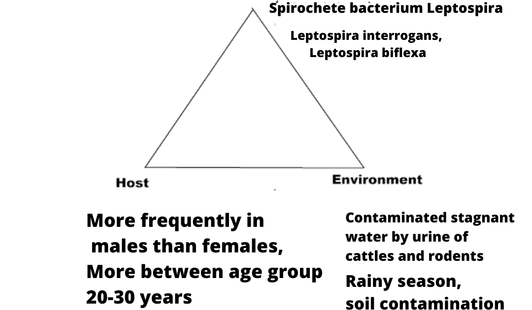 Leptospirosis Treatment, Cause, Symptoms,Diagnosis, Prevention