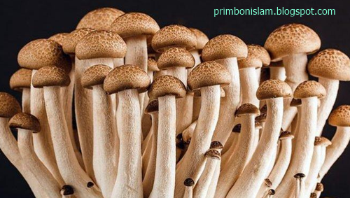 12 Arti Mimpi Melihat Jamur Menurut Primbon Jawa Dan Islam Arti Mimpi Primbon Islam 12 Arti Mimpi Melihat Jamur Menurut Primbon Jawa Dan Islam Arti Mimpi Primbon Islam