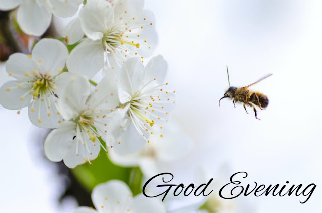 good evening flowers good evening flowers