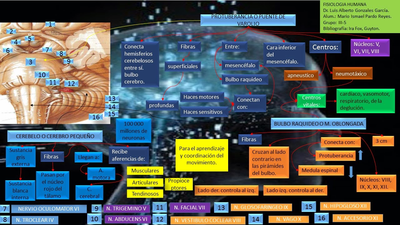 Fisiología Humana ROMBENCEFALO