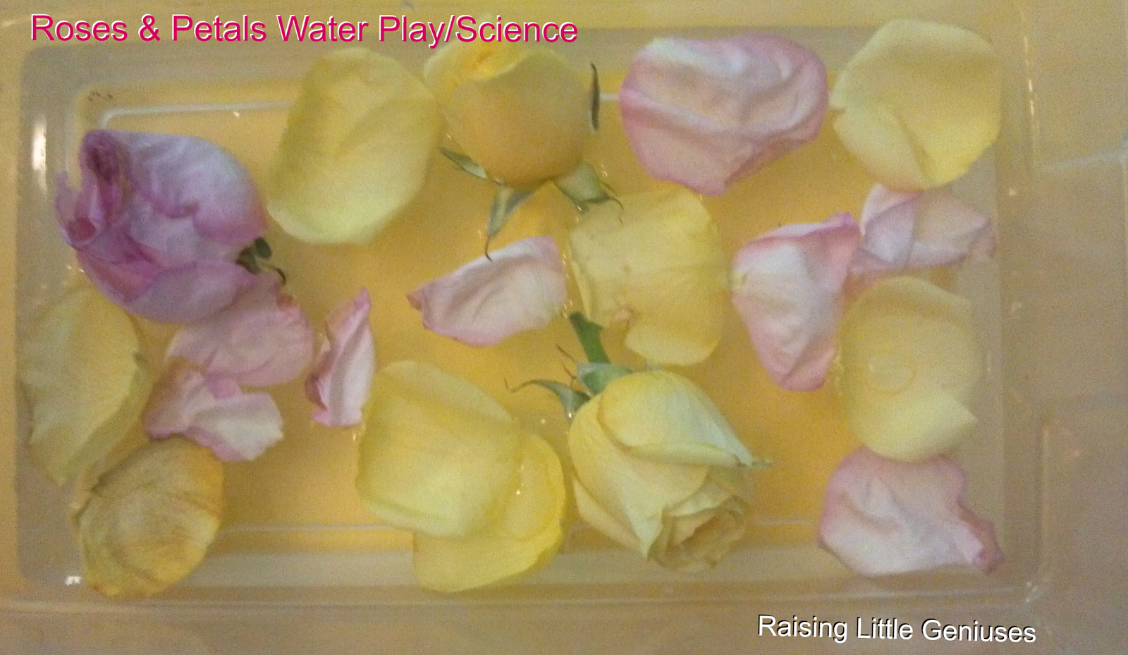 Raising Little Geniuses Roses & Petals Water Play/Science