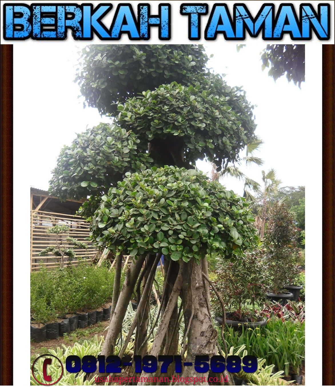Pohon Bonsai Beringin korea ( ficus longisland ) TUKANG TAMAN
