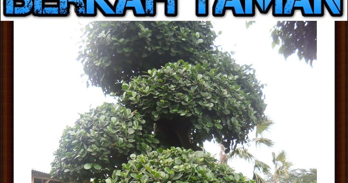 Pohon Bonsai Beringin korea ( ficus longisland ) TUKANG TAMAN