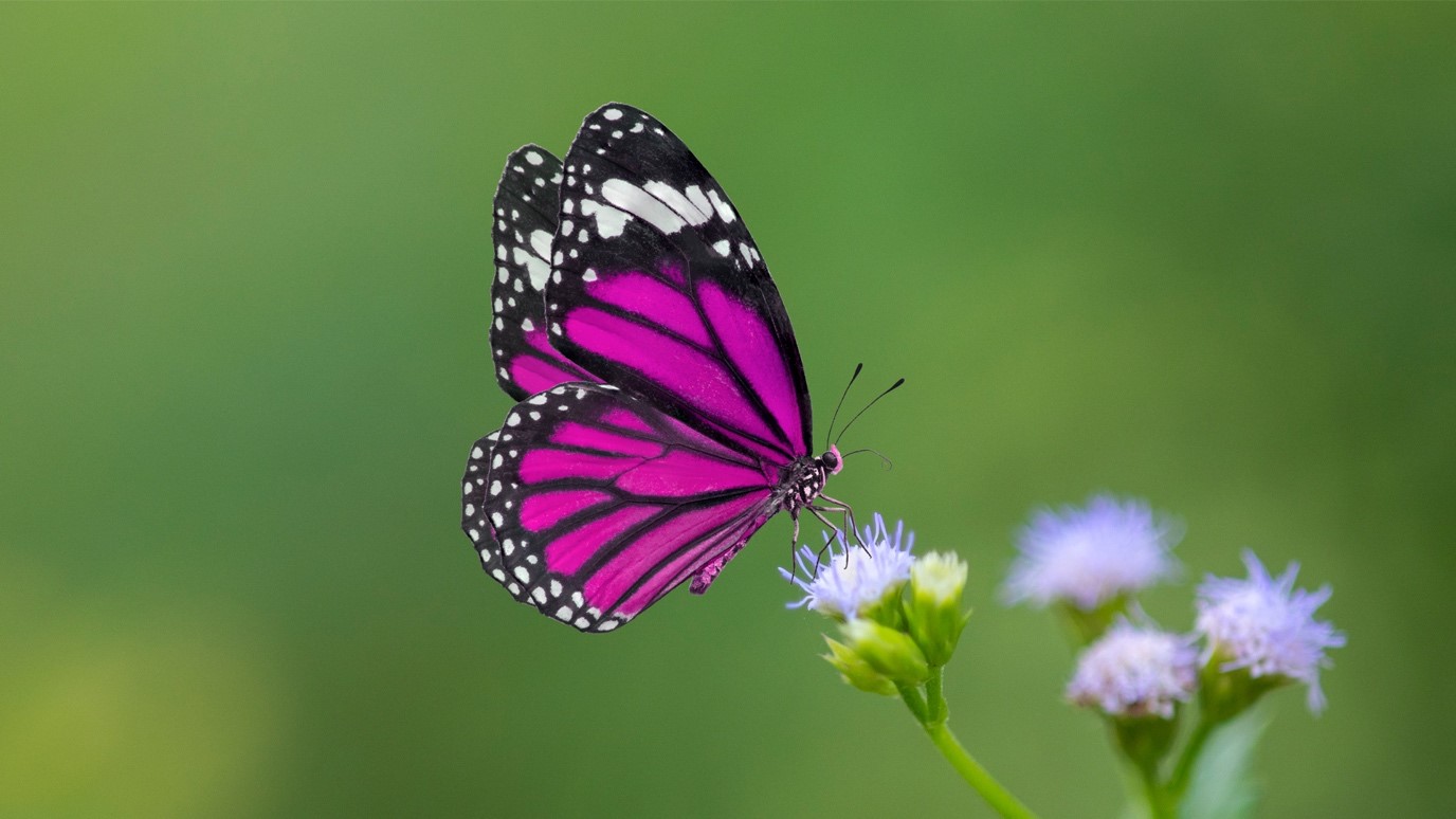 Butterfly facts information, types, species & scientific name