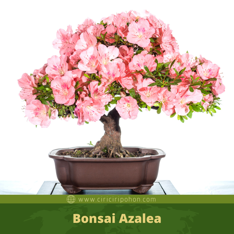 Daftar Bonsai Beringin Indah yang Menjadi Juara Dunia