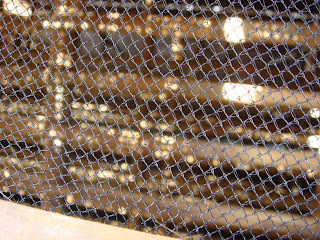 JUAL JAMUR TIRAM: PELAKSANAAN