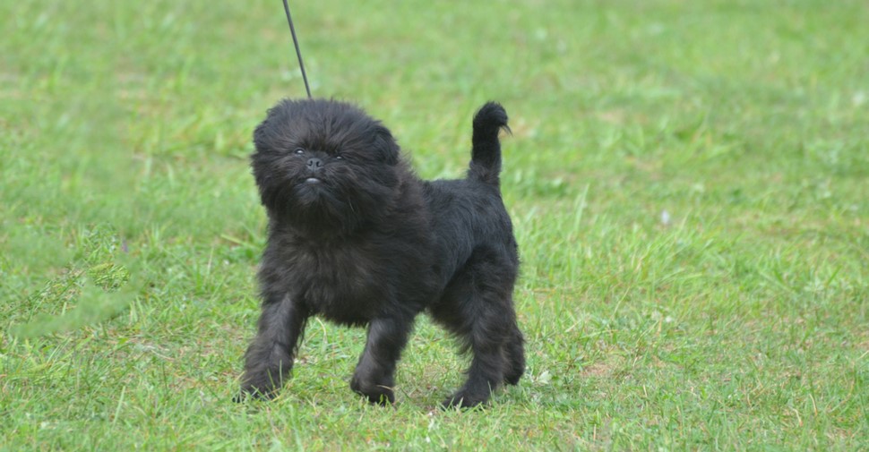 köpekleri bahçeden uzak tutmak