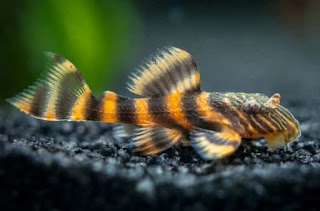 Sapu-Sapu Tiger Plecostomus